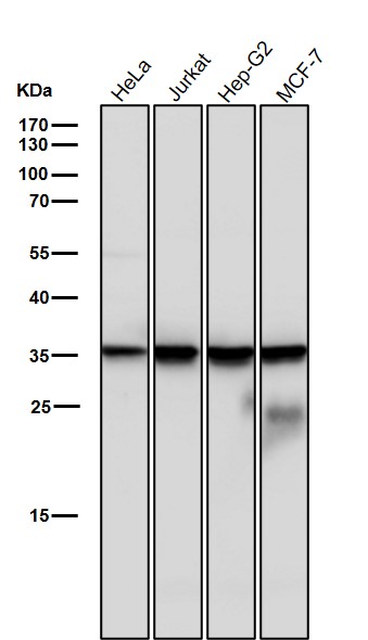 Caspase 6 Ab