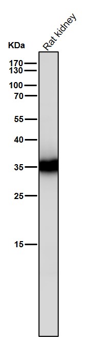 Caspase 6 Ab