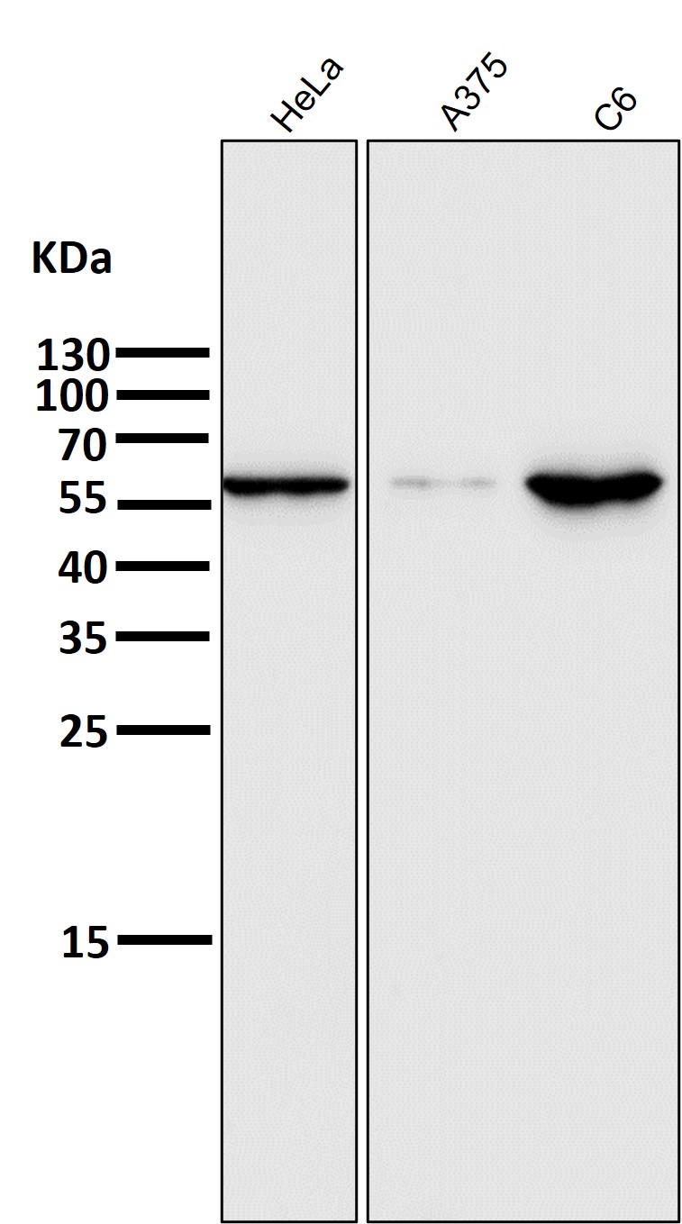 E2F1 Ab