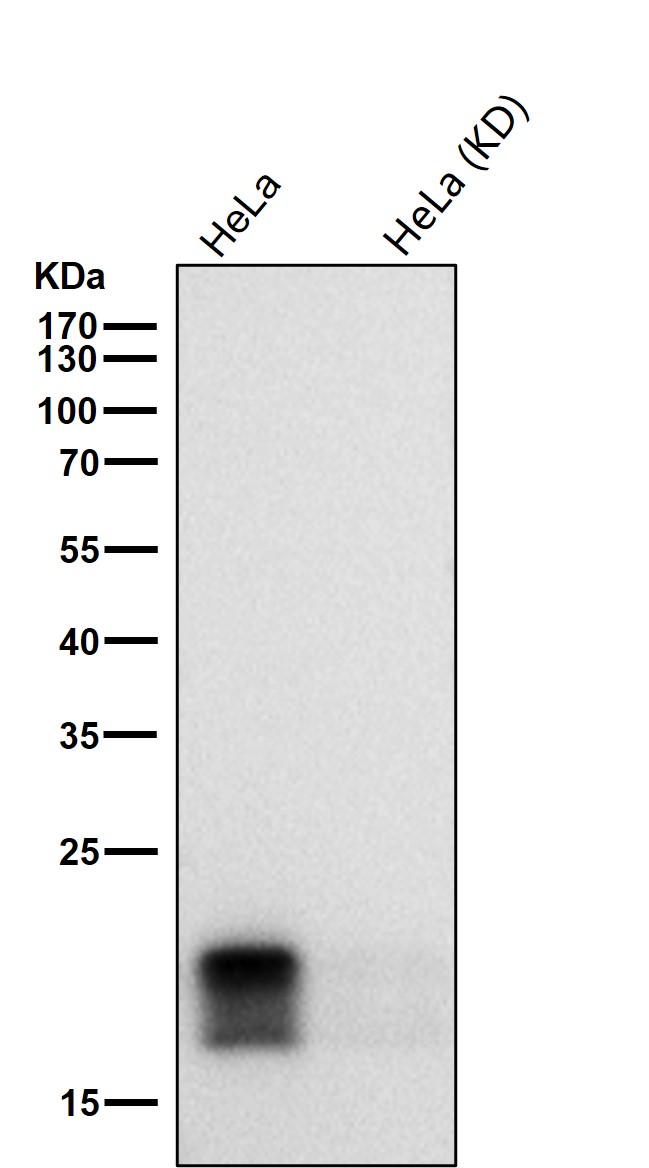 4E BP1 Ab