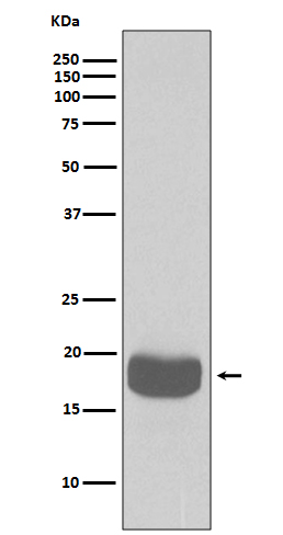 4E BP1 Ab