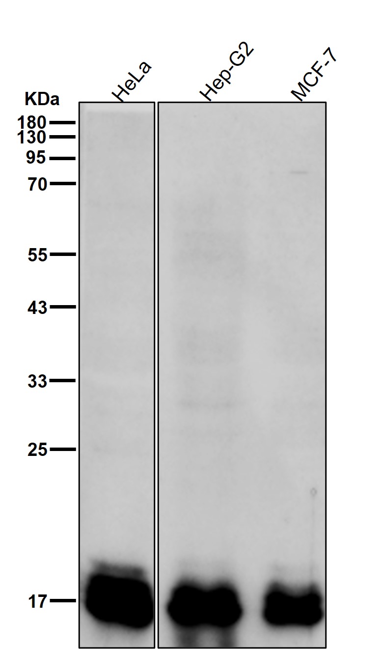 4E BP1 Ab