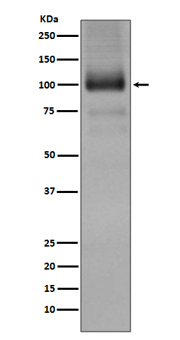 mGluR1 Ab