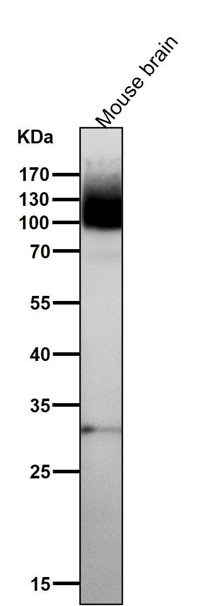 mGluR1 Ab