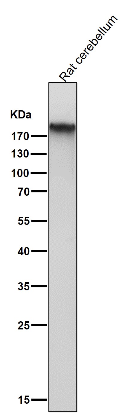 mGluR1 Ab