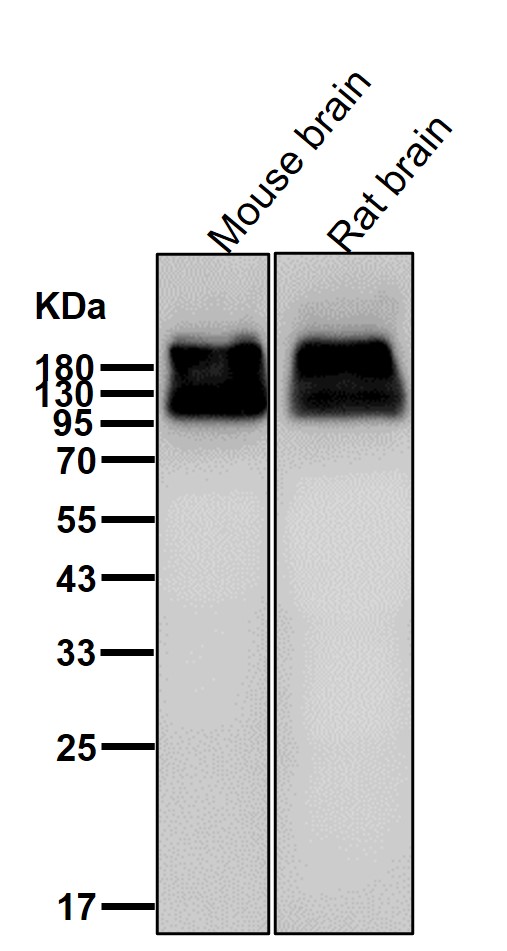 mGluR1 Ab