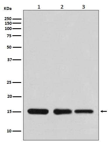 Histone H3 Ab