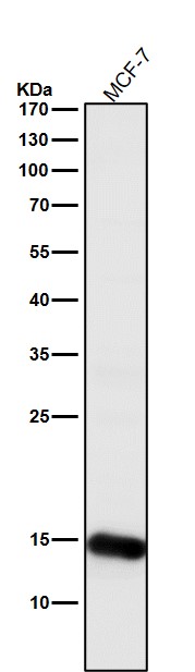 Histone H3 Ab