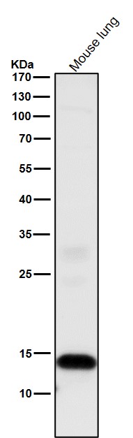 Histone H3 Ab