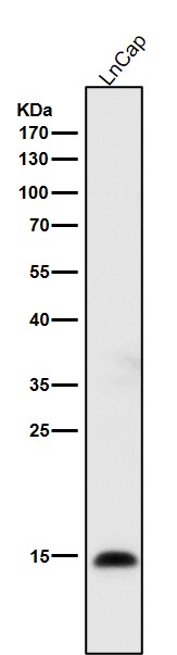 Histone H3 Ab