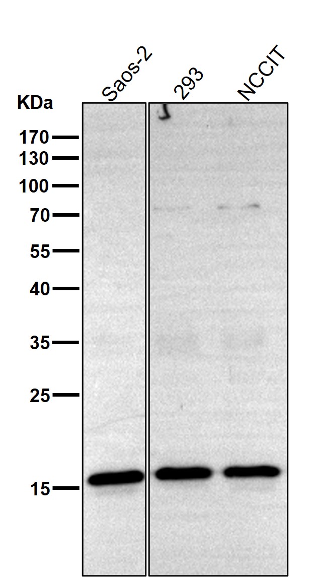 Histone H3 Ab