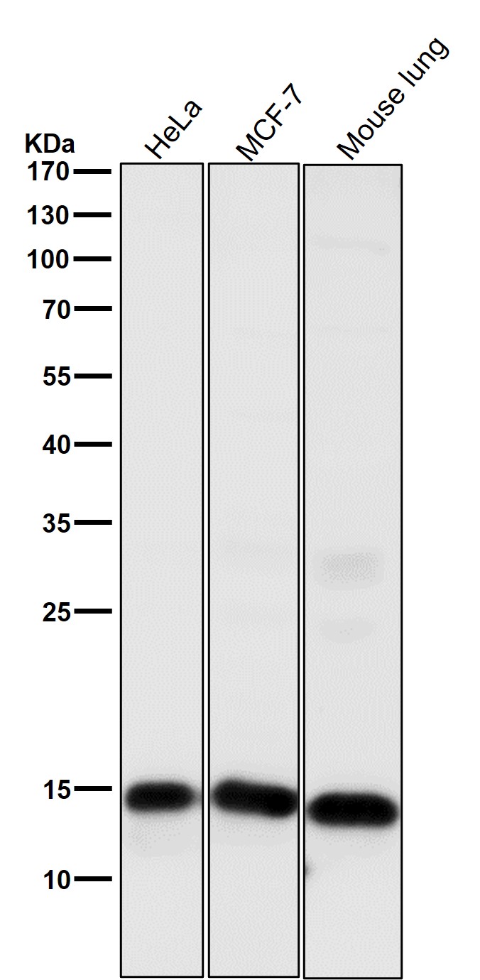 Histone H3 Ab