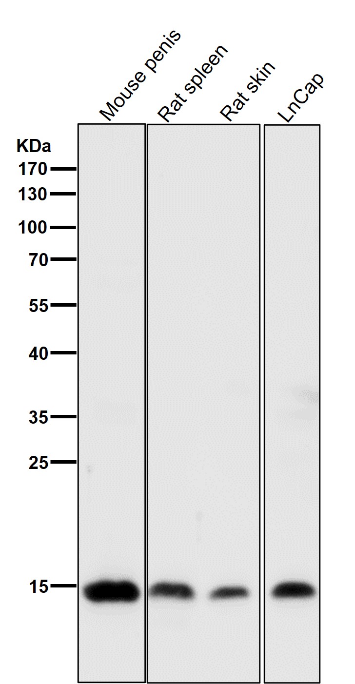 Histone H3 Ab