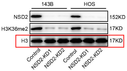 Histone H3 Ab