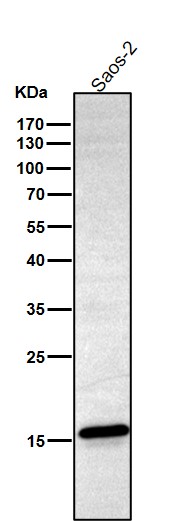 Histone H3 Ab