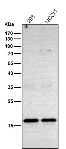 Histone H3 Ab