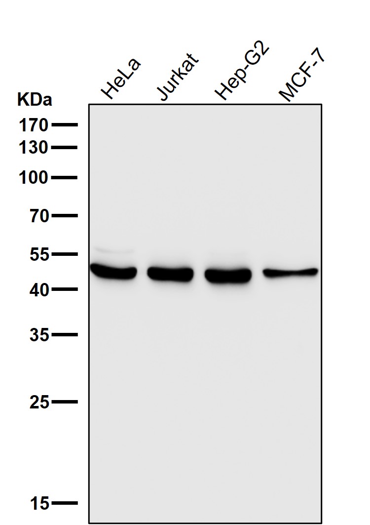 DUSP1 Ab