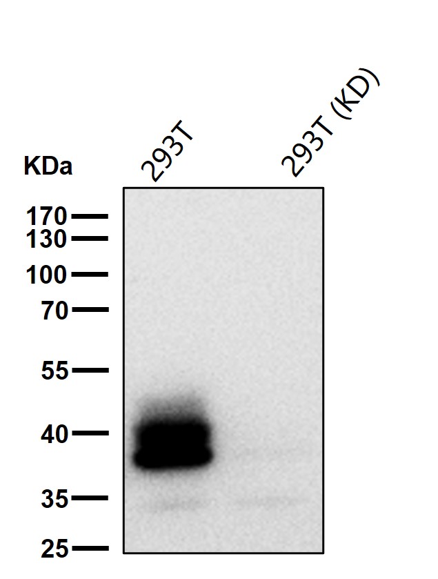 BMI1 Ab