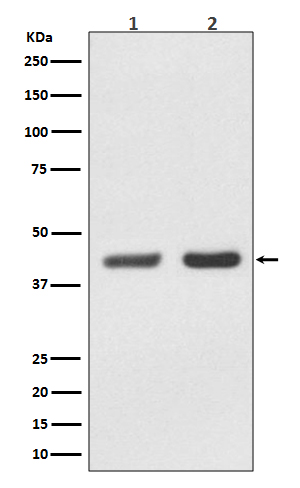 BMI1 Ab