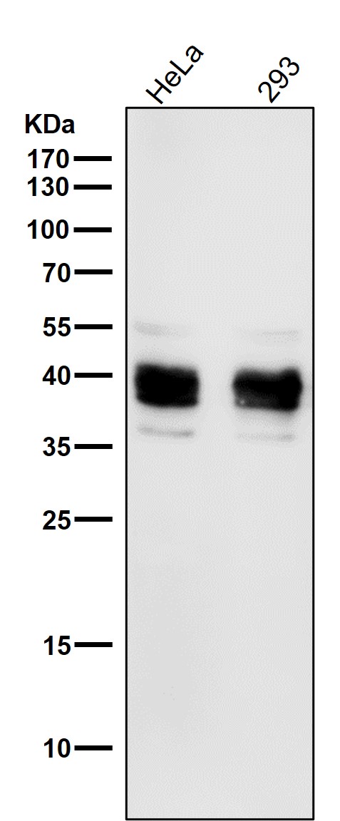 BMI1 Ab