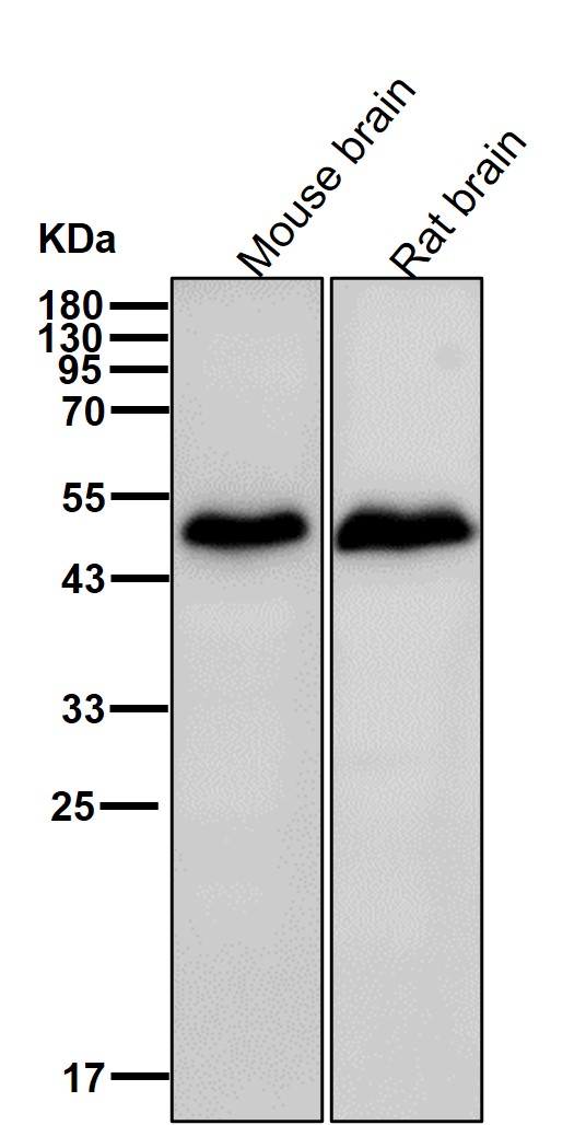 PTPN1 Ab