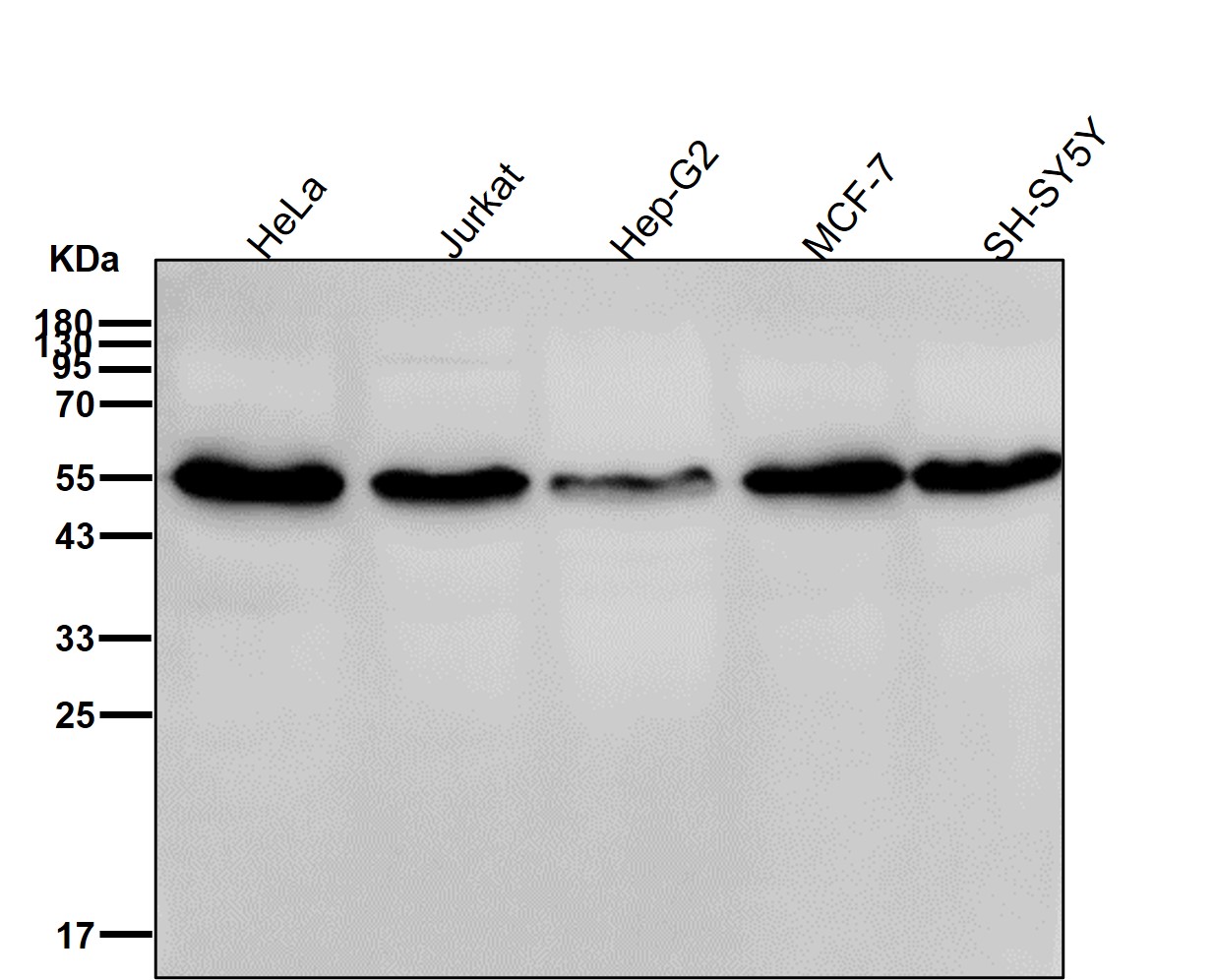 PTPN1 Ab