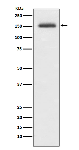 Integrin alpha 4 Ab