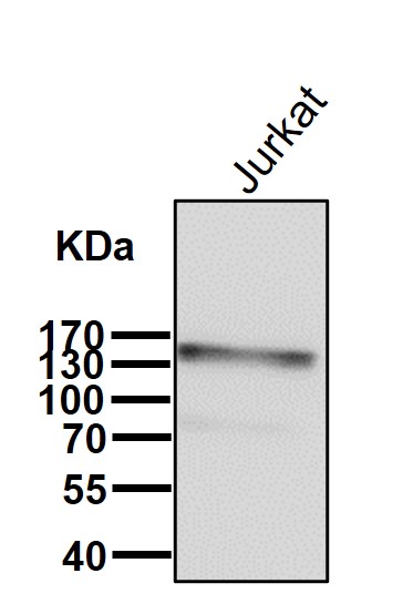 Integrin alpha 4 Ab