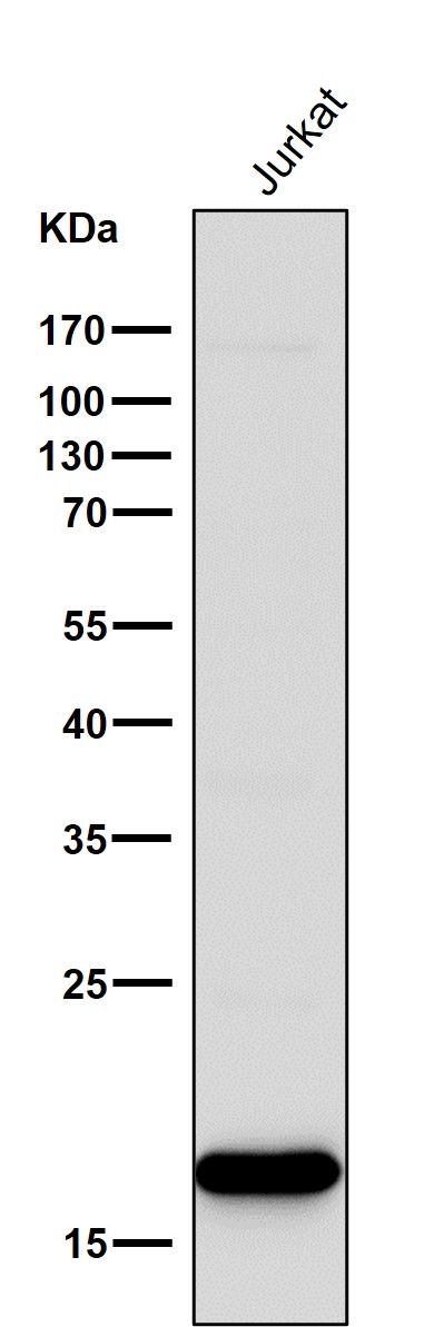 CD247 Ab