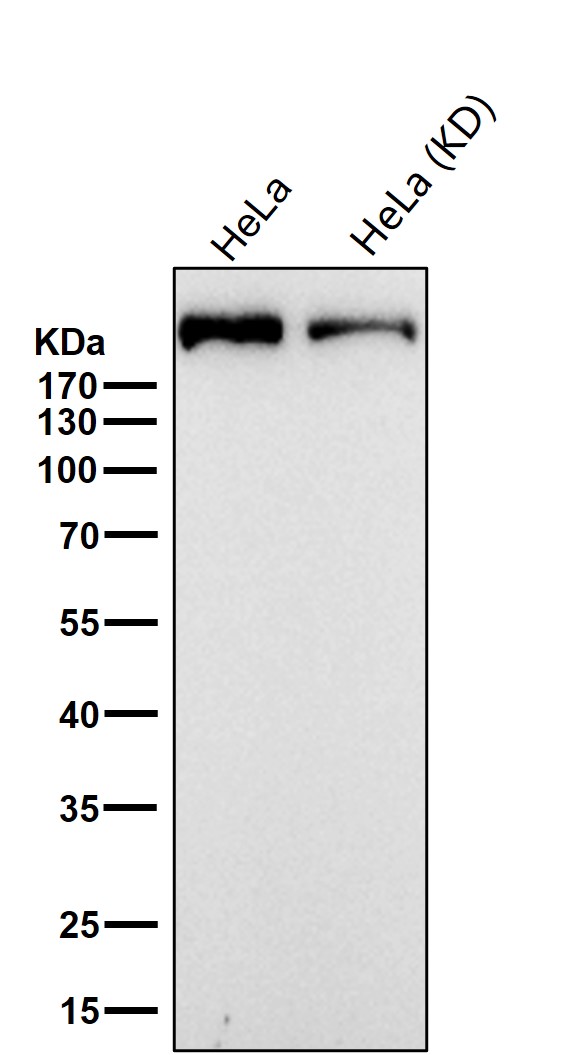 Fatty acid synthase Ab