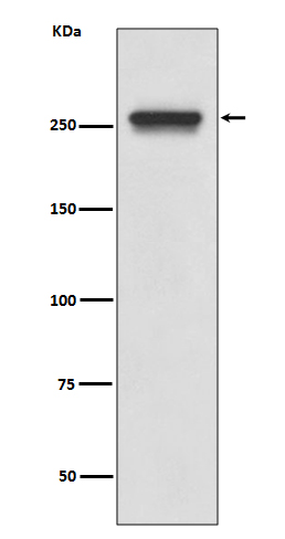 Fatty acid synthase Ab