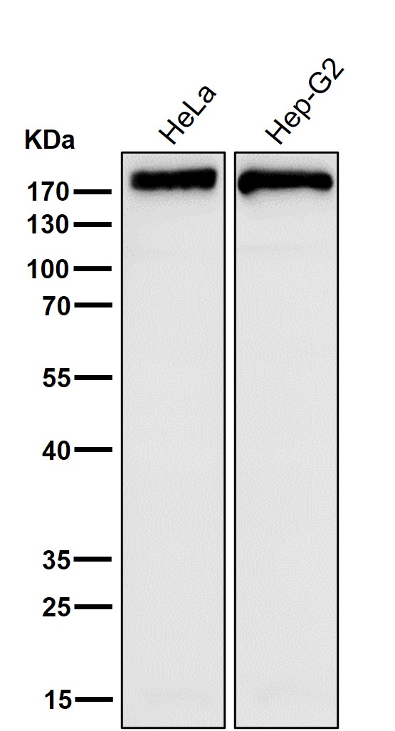 Fatty acid synthase Ab