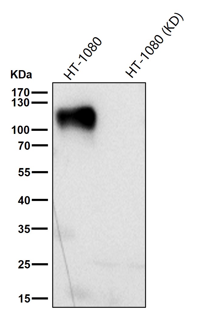 LAMP1 Ab