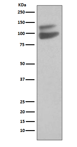 Cadherin 5 Ab