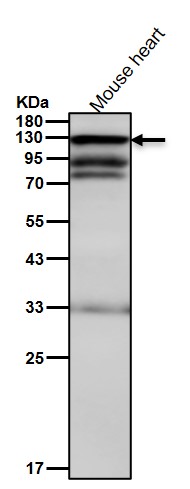 Cadherin 5 Ab