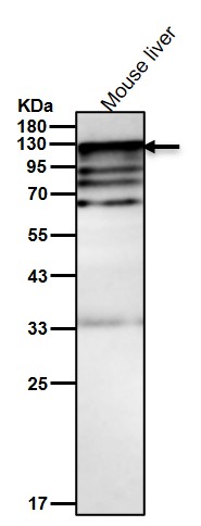 Cadherin 5 Ab