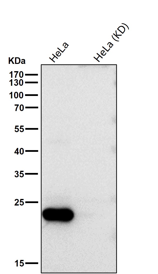 Peroxiredoxin 1 Ab