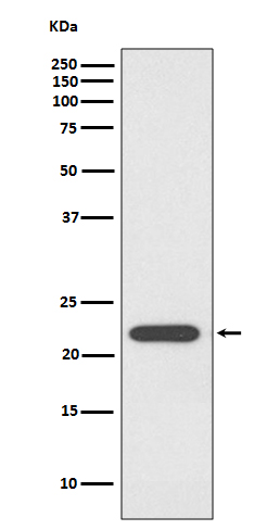 Peroxiredoxin 1 Ab