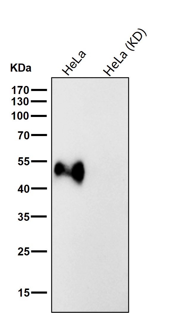 NHERF 1 Ab