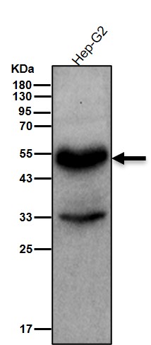 NHERF 1 Ab