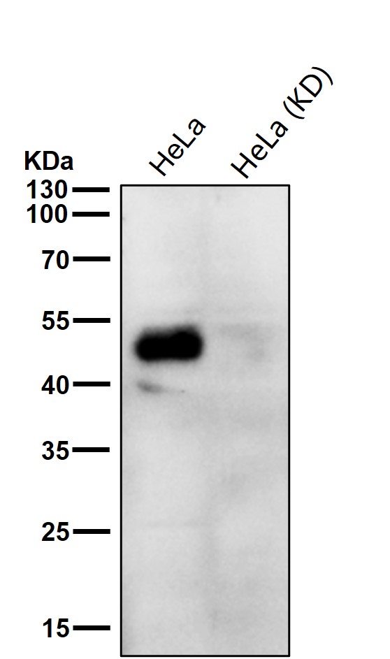 TGF beta 1 Ab