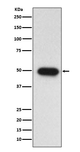 TGF beta 1 Ab