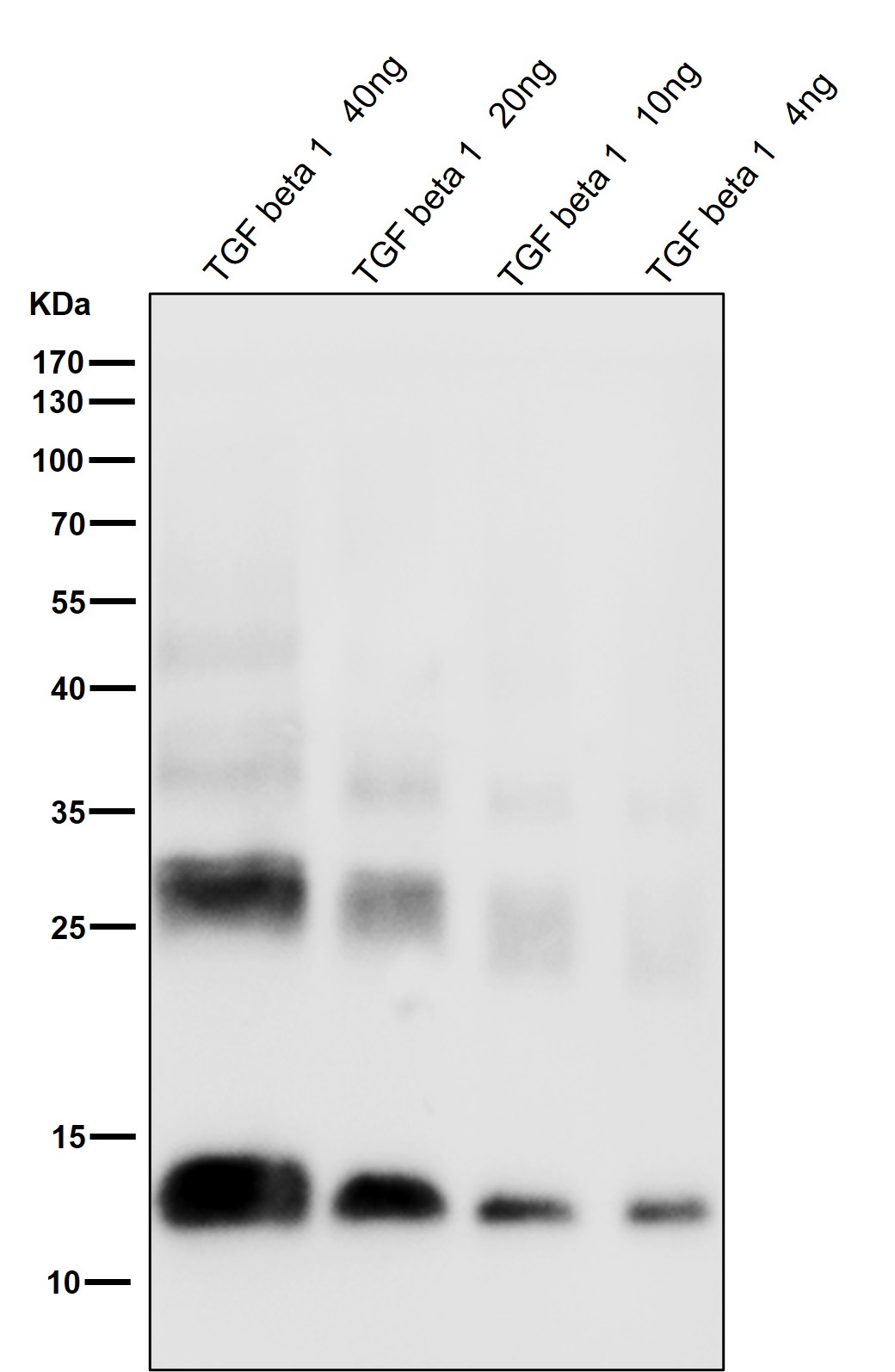 TGF beta 1 Ab