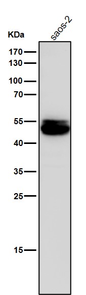 TGF beta 1 Ab