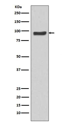 SP1 Ab