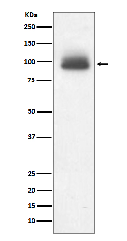 Glucocorticoid receptor Ab