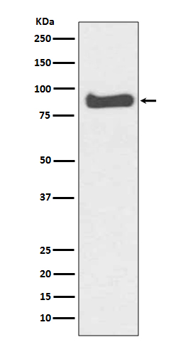 Mitofusin 1 Ab