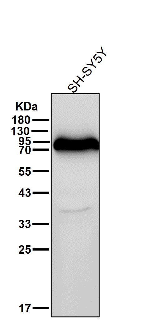 Mitofusin 1 Ab