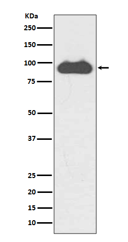 Transferrin receptor Ab