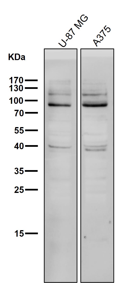 Transferrin receptor Ab